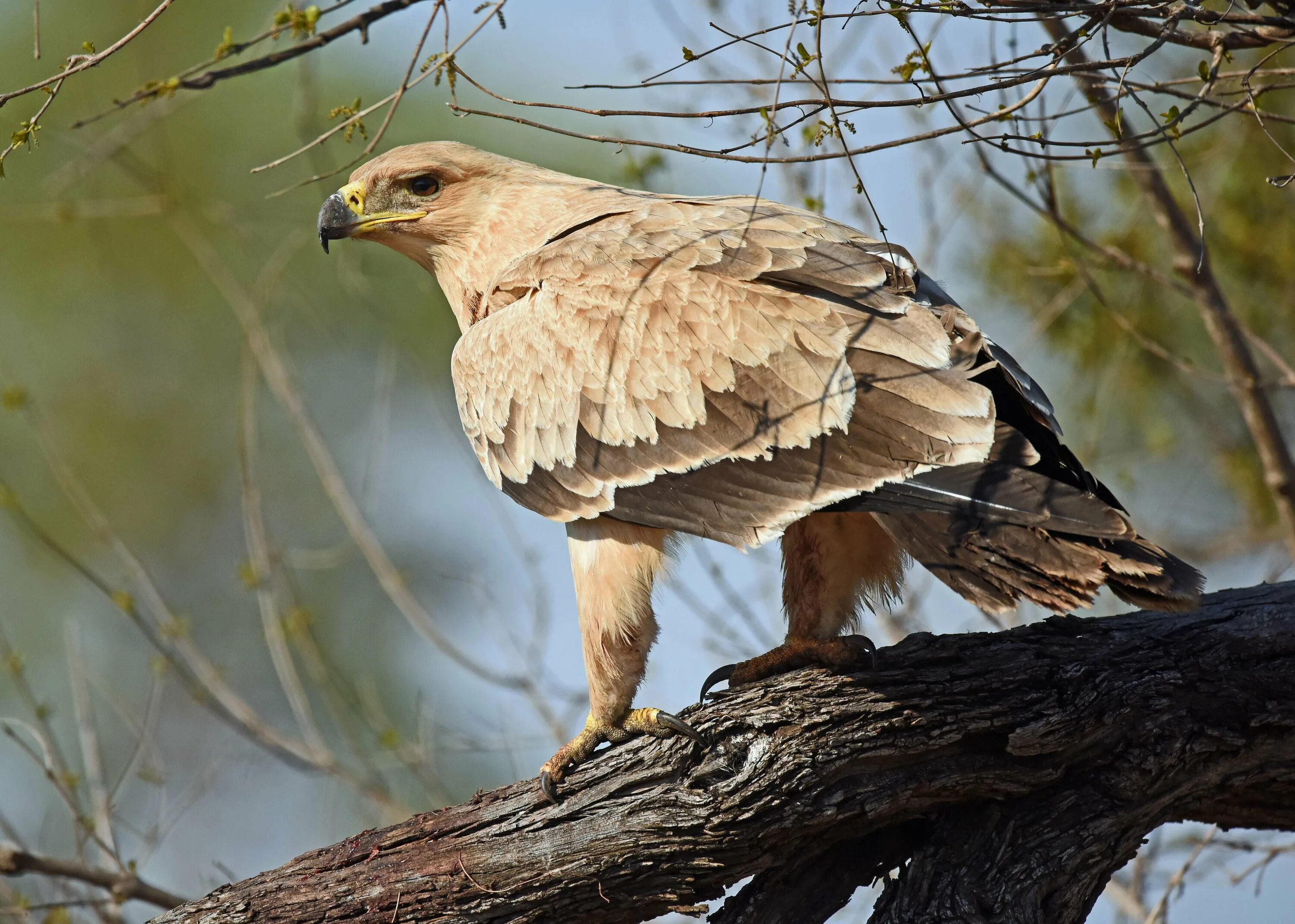 Степной Орел. Степной орёл (Aquila nipalensis. Степной Орел Алтай. Степной орёл питается. Орел степная птица
