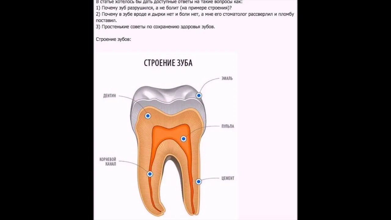 Эволюция зубной системы у человека. Строение зубов Эволюция. Зубы Эволюция человека. Гомодонтная зубная система у человека. Развитие зубов у человека