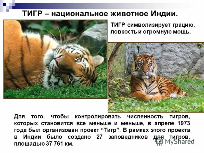 Популяция амурских тигров график. Численность популяции амурского тигра. Число тигра. Амурский тигр численность 2022. Рост популяции амурского тигра.