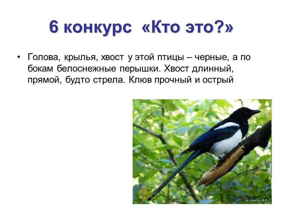 сорока кратко. сорока какая прилагательные. сорока какая прилагательные. краткая информация о сороке. сорока какая прилагательные.