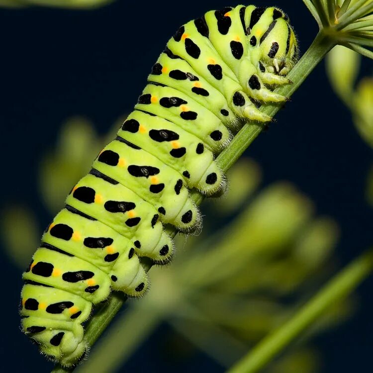 Гусеница Махаона (Papilio Machaon). Махаон Маака гусеница. Бабочка парусник Махаон гусеница. Гусеница бабочки Махаон.