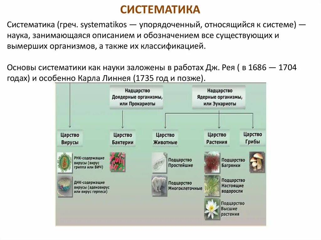 Систематика. Систематика в биологии. Систематит. Наука систематика в биологии.