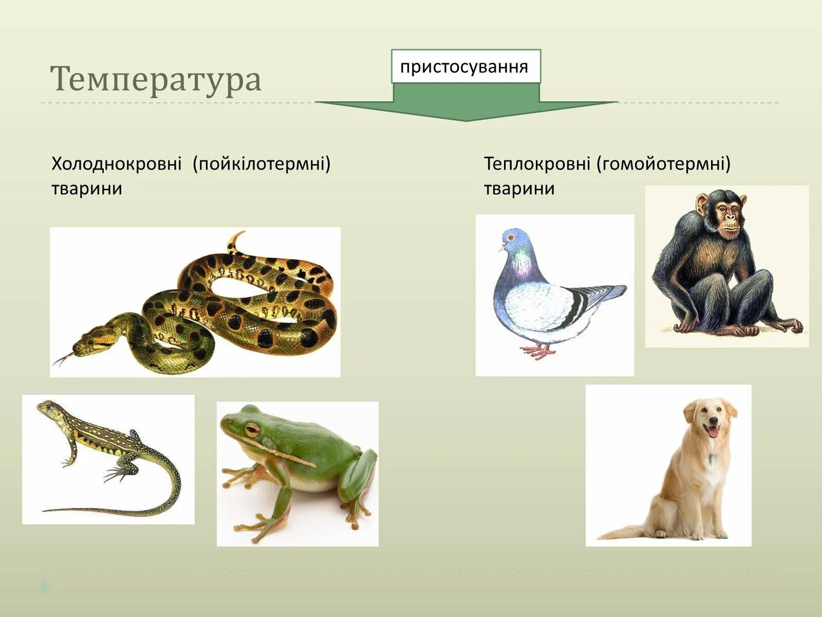 Теплокровные и холоднокровные животные. Холоднокровные позвоночные. Теплокровные позвоночные животные. Холоднокровные живот. К холоднокровным животным относят