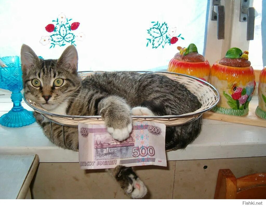 Теперь кота