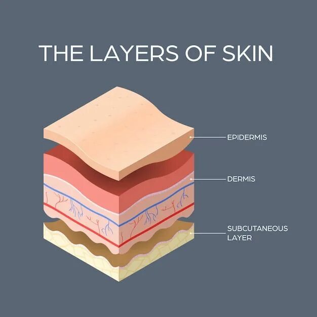 3 skin layers
