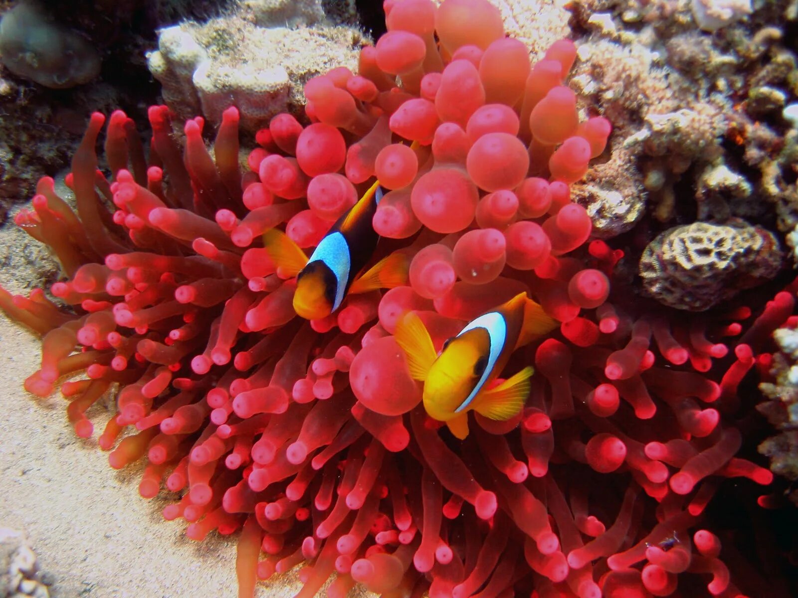 Красный морской обитатель. Коралловые рифы в Дахабе. Красное море. Подводный мир красного моря. Кораллы красного моря.