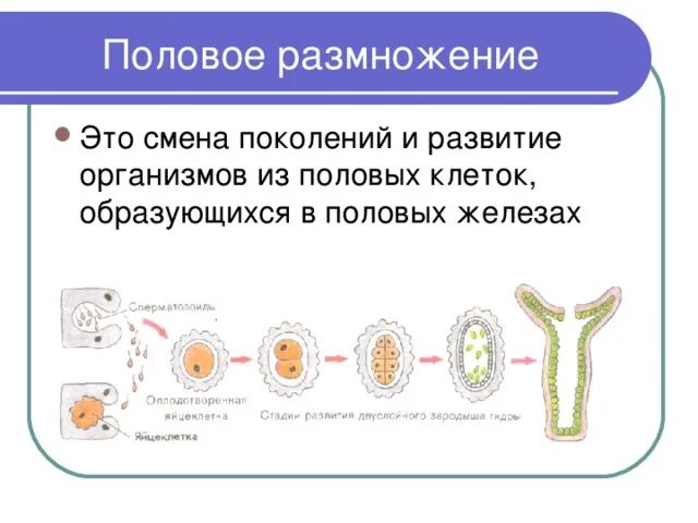 Биология - половое размножение. Развитие половых клеток. Бесполое размножение 9 класс биология. Половое размножение биология 9 класс. Биология тема половое размножение.