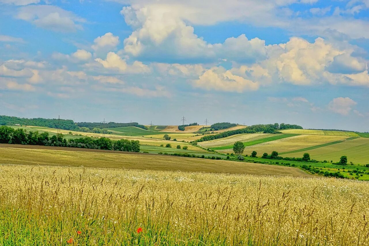 Пейзаж панорама. Поле панорама. Поле простор. Русское поле.