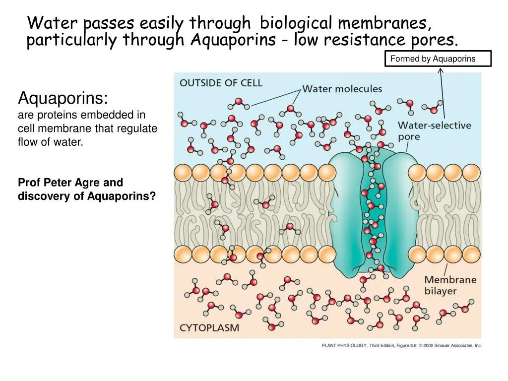 Plant physiology. Аквапорин. Аквапорин - канал в мембране клетки рис.. Аквапорины физиология.