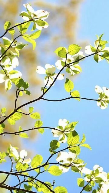 Природа Wallpaper pc, Nature desktop, Summer wallpaper