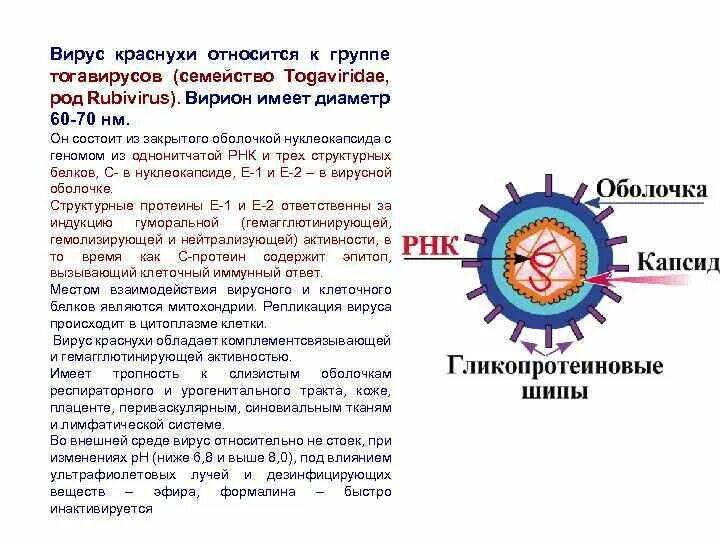 Краснуха вирусное заболевание. Репликация краснухи. Вирус краснухи относится. Вирус краснухи строение вириона. Вирус краснухи строение вируса.