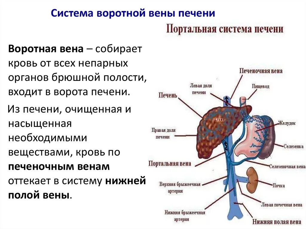Portal vein: functions, structure of the portal circulatory system, diseases and