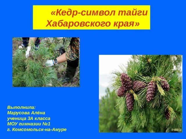 Символ ливана кедр. Дерево эмблема. Кедр символ россии. Кедр на флаге ливана. Ооо кедр логотип.