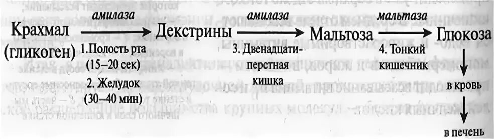 Схема переваривания крахмала биохимия. Ферменты переваривания углеводов биохимия. Схема переваривания углеводов биохимия. Пищеварение углеводов биохимия. Крахмал расщепляется ферментом