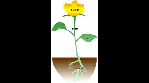 He works a plant