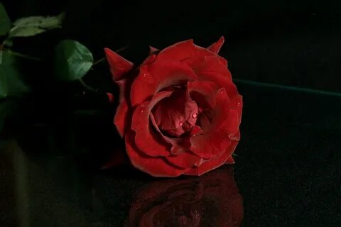 Алые розы из окна