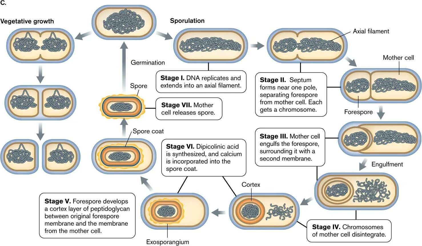 Stage forms