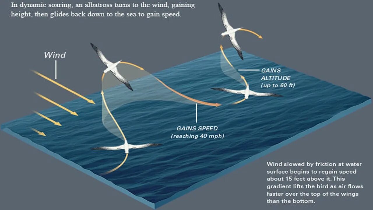 Soaring перевод. Albatross исполнитель. soaring. sea bird перевод. glider soaring sea.