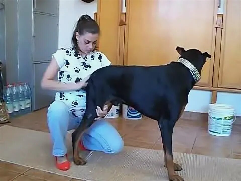 Самая красивая зоофилийка москвы. Video bokep hewan. Video bokep hewan. Video bokep hewan. The dog vs girl beautiful.