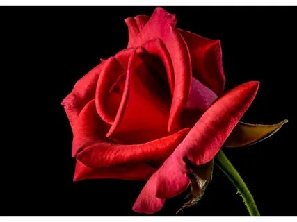 Pink rose red
