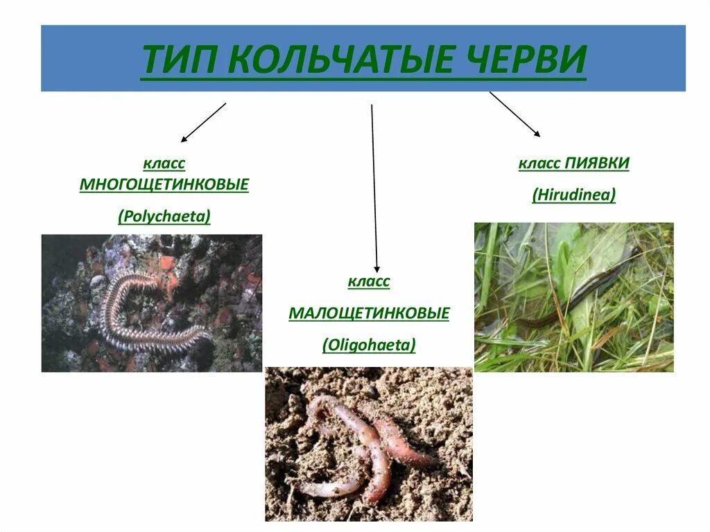 Три класса червей