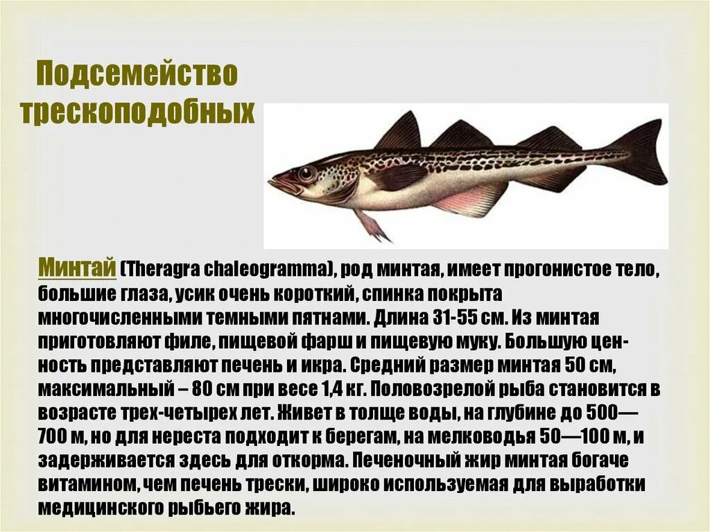 Рыба семейства тресковых морская. Минтай (Theragra chalcogramma). Рыба семейства минтая. Доклад про рыбу минтай. Минтай польза и вред для здоровья