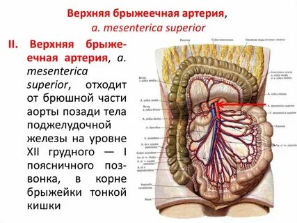 Брыжейка латынь