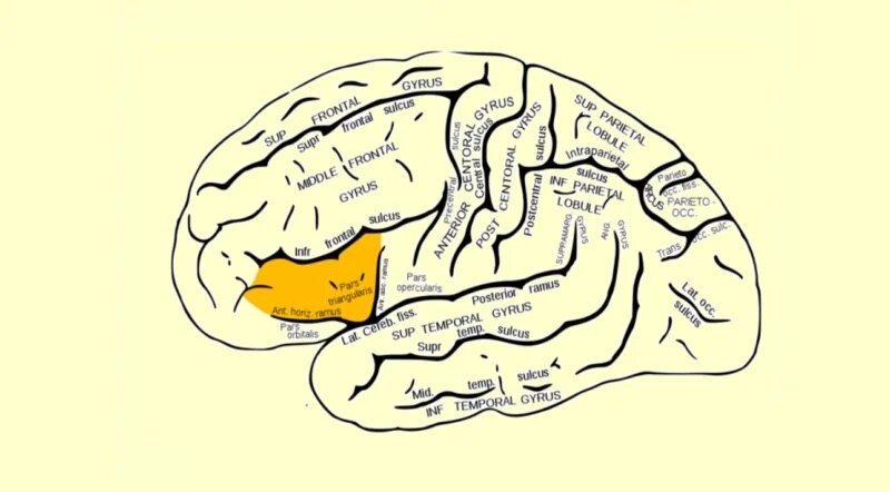 Извилины мозга центры. Gyrus головного мозга. Извилины коры больших полушарий. Большие полушария извилины и борозды.