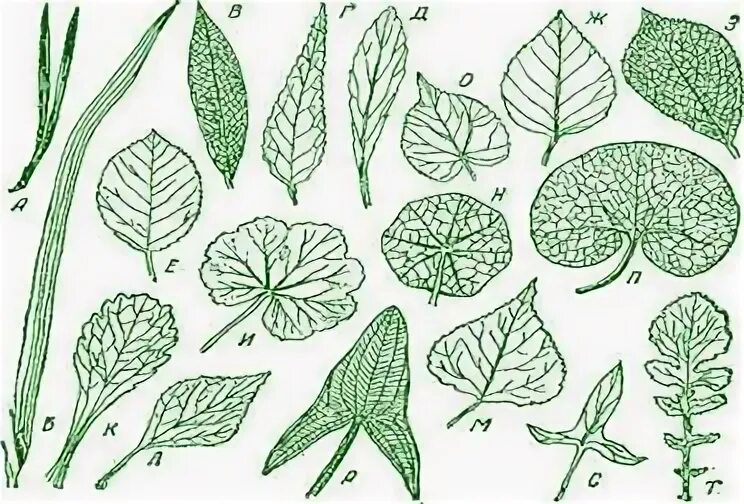 Копьевидная форма листа примеры растений ЛИСТ это... Что такое ЛИСТ Cactus plants, Plant leaves, Floral