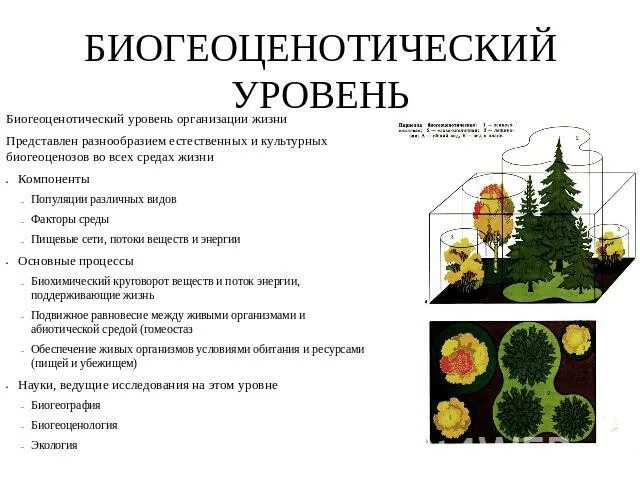 Биогеоценотический уровень организации живого. Биогеоценотический уровень организации процессы. Биогеоценотический уровень организации жизни. Биогеоценотический уровень организации жизни процессы. Контрольный тест по теме экосистемный уровень