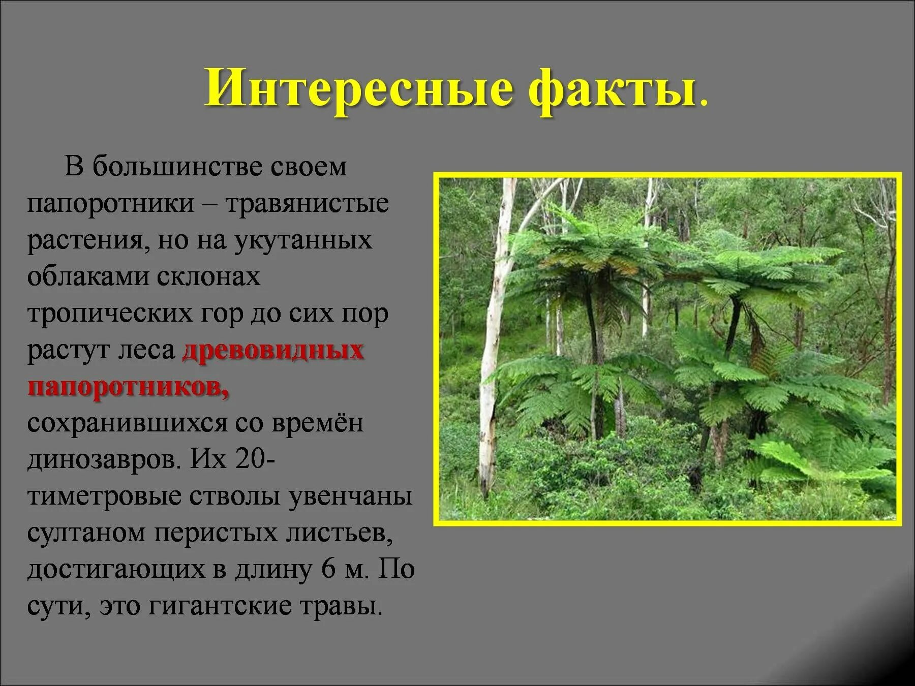 В каком периоде появляются растения. Интересные факты о папоротниках. Интересные факты о растениях. Щитовник интересные факты. Интересные факты о папоротниковидных.