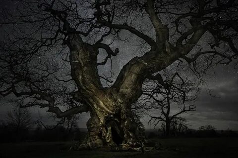 Scary tree