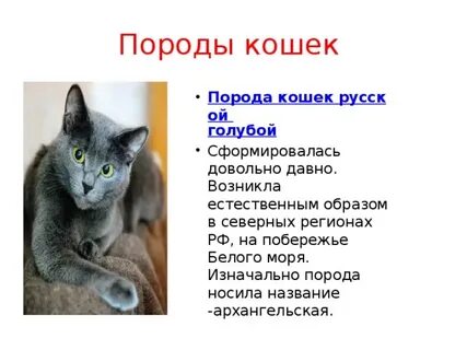 Описание русской кошки