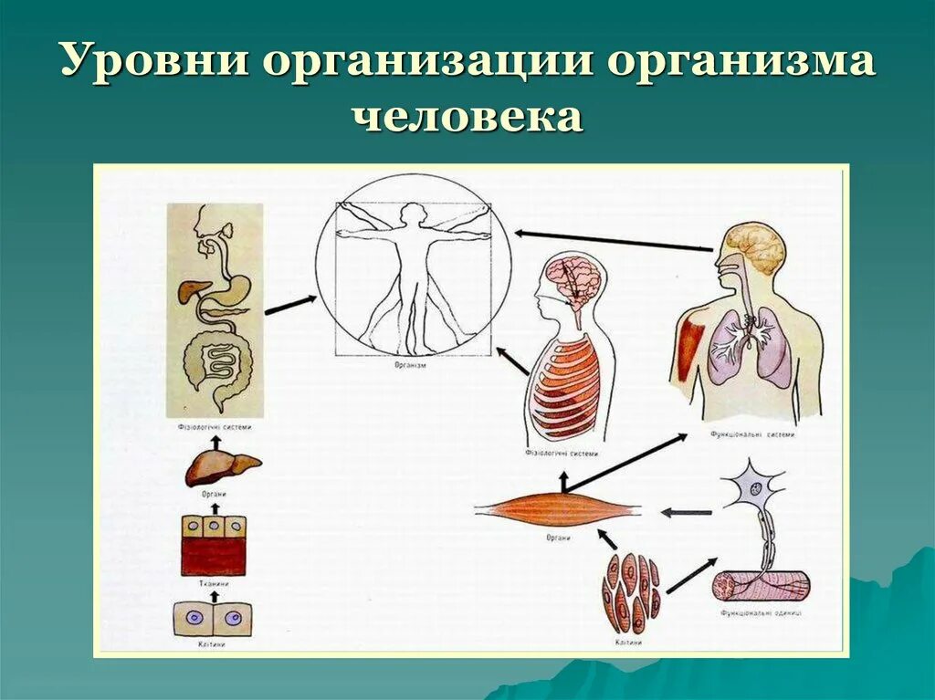 Организация сложный организм. Организм человека биологическая система. Уровни организации организма человека. Уровни организации организма человека анатомия. Строение организма человека и уровни организации..