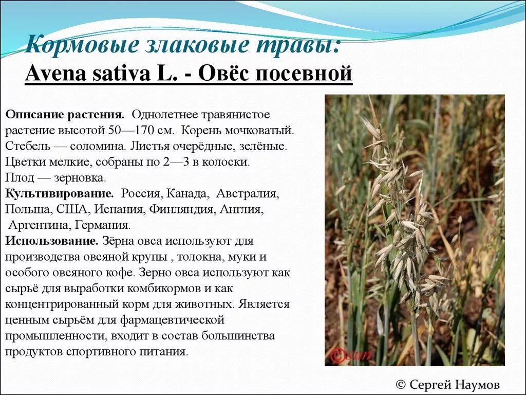 Как люди используют овес 3 класс. Кормовые злаковые. лекарственные злаковые растения. культурные растения овес.