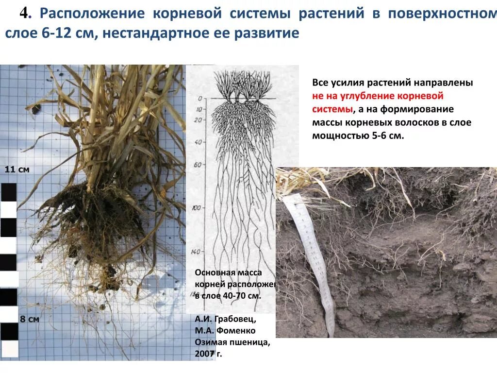 Небольшая корневая система. Корневая система. Поверхностная корневая система. Корневые системы растений. Растения с поверхностной корневой системой.