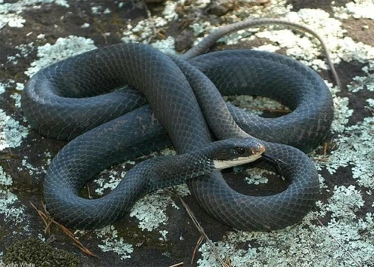 Много черных змей. Coluber Constrictor. Черный полоз змея. Серый полоз змея. Чёрная мамба змея и гадюка.