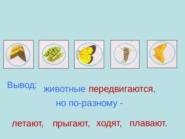 Как вывести питомца. Как вывести питомца