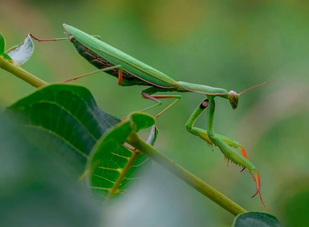 Богомолов жук. Богомол обыкновенный насекомые. Где обитают богомолы. Богомол обыкновенный (mantis religiosa). Где обитают богомолы.