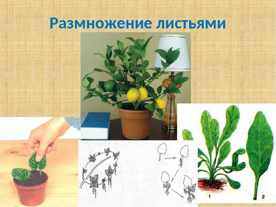 Растения можно размножать. Черенкование комнатных растений сансевьера. Растения размножающиеся листьями. Размножение листьями. Листовые черенки растения.