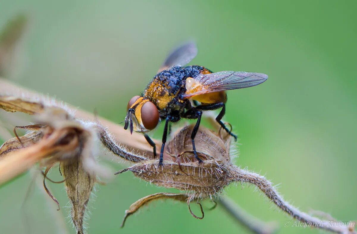 ежемухи насекомые. ежемуха свирепая. насекомое тахина 7 букв. мухи-тахины (ежемухи). осенняя жигалка муха.