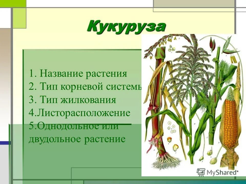 Мочковатая система у однодольных или двудольных. Кукуруза мочковатая корневая. Однодольные растения кукуруза. Класс кукурузы однодольная или двудольная. Тип корневой системы у кукурузы.