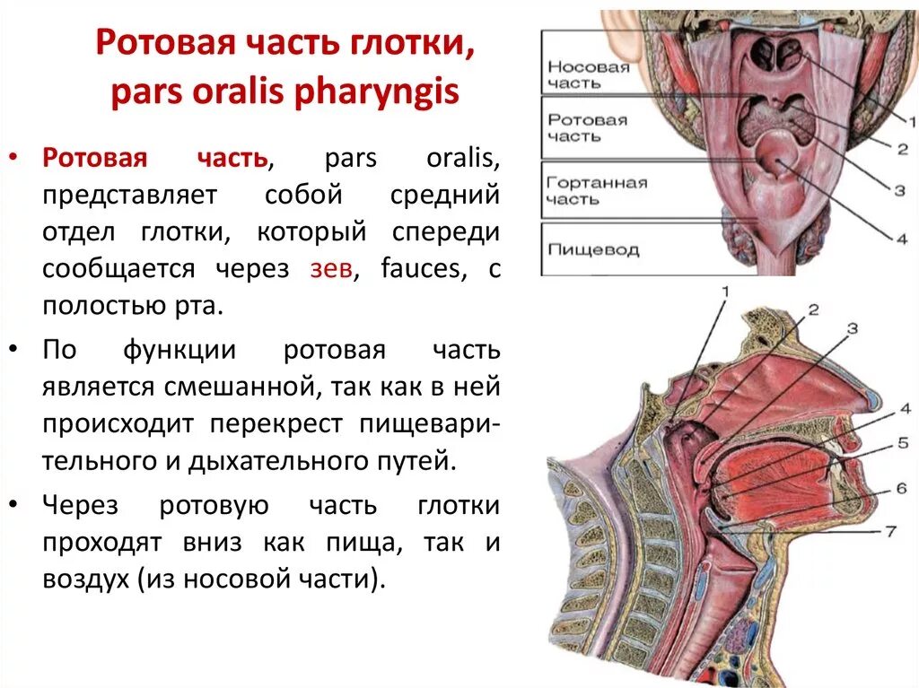 Особенности строения полости гортани