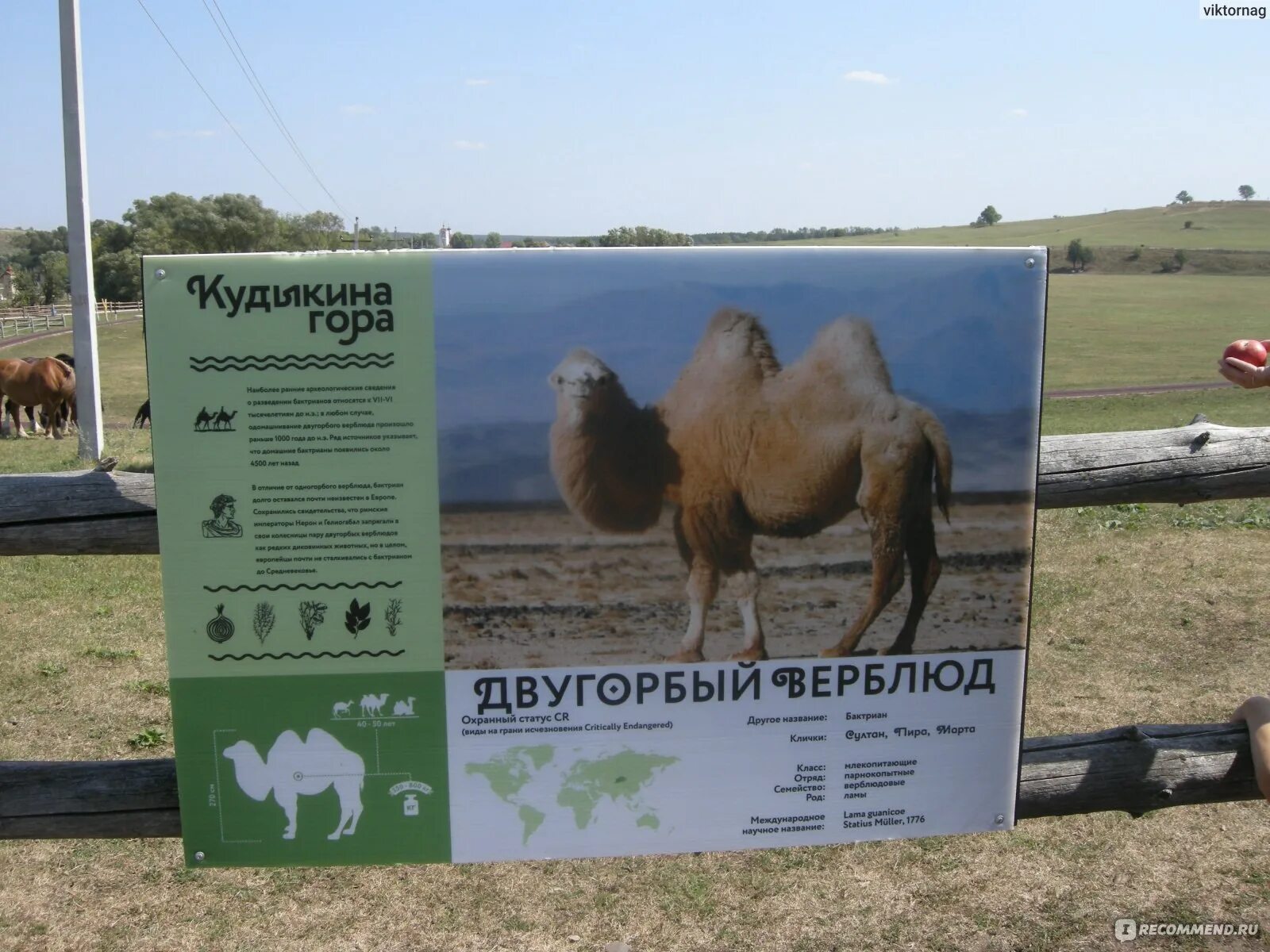 Парк кудыкина гора. Кудыкина краснодар расписание. Овечки на кудыкиной горе. Кудыкина краснодар расписание. Кудыкина гора липецкая.