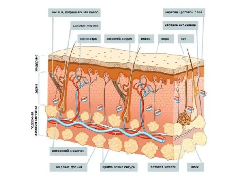 Строение кожи слои кожи. Строение кожи дерма сальная железа. Строение эпидермиса, дермы и подкожной клетчатки. Структура кожи человека схема.