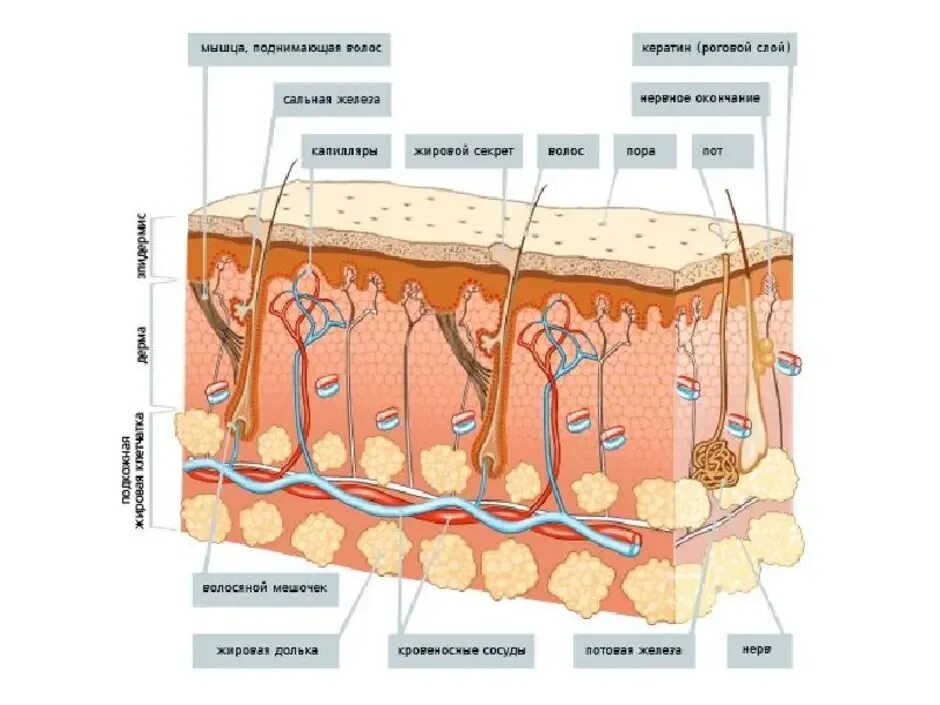 Рассмотрите изображение и определите какая структура кожи. Строение кожи слои кожи. Строение кожи дерма сальная железа. Строение эпидермиса, дермы и подкожной клетчатки. Структура кожи человека схема.