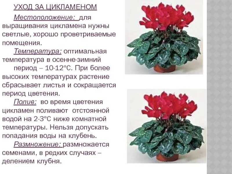 Цикламен ампельный. Цикламен цветок комнатный. Цветок цикламен персидский