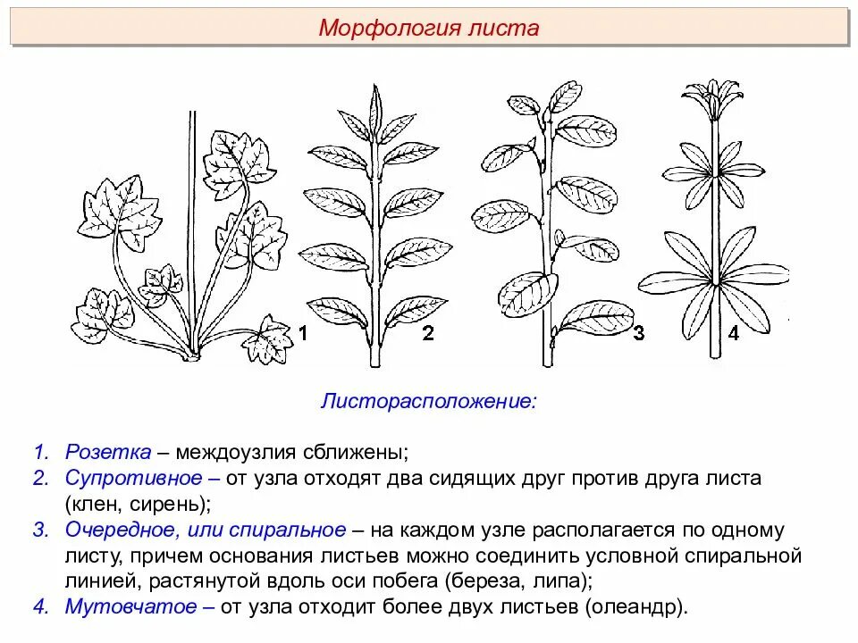 Типы листорасположение листа. Типы листорасположения листьев. Типы листорасположения у растений 6 класс. Типы листорасположения схема.