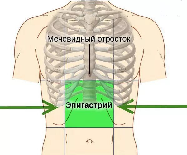 Область мечевидного отростка. Эпигастрия. Области живота.