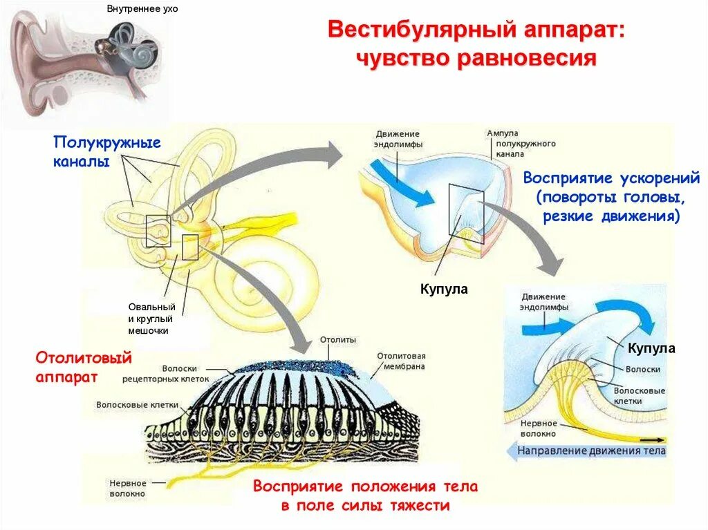 Как устроены рецепторные аппараты вестибулярного аппарата. Вестибулярный аппарат отолитовый аппарат. Вестибулярный аппарат анализатор. Слуховой анализатор и вестибулярный аппарат. Отолитовый аппарат внутреннего уха.